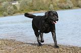 LABRADOR 154